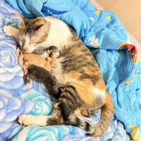 กองทุนหลักประกันสุขภาพองค์การบริหารส่วนตำบลภูเขาทอง