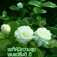 กองทุนสุขภาพตำบล อบต.โคกโพธิ์